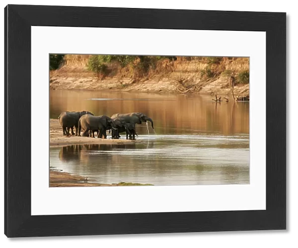 African Elephant - group drinking at water. South Luangwa Valley National Park - Zambia - Africa
