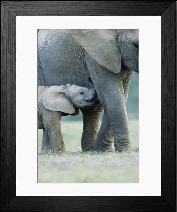Framed Print : African Elephant - female & suckling calf Addo Elephant National Park, South Africa Framed Print : African Elephant - female & suckling calf Addo Elephant National Park, South Africa