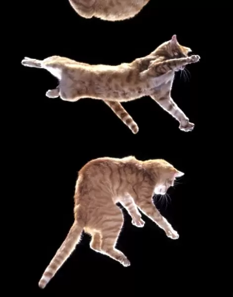 Cat Sequence of falling cat