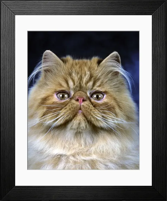 Framed Print : Persian Cat Framed Print : Persian Cat