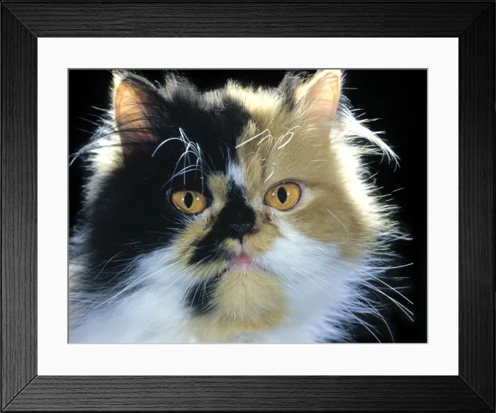 Framed Print : Persian Cat Framed Print : Persian Cat