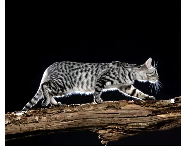 California Spangled Cat Walking on branch