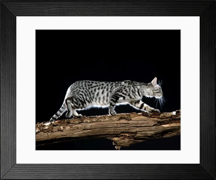 Framed Print : California Spangled Cat Walking on branch Framed Print : California Spangled Cat Walking on branch