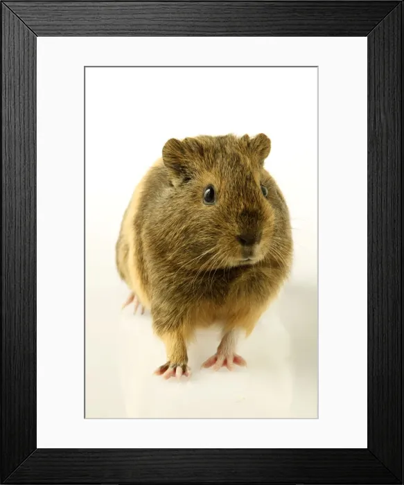 Framed Print : Indian Smooth-hair Guinea Pig Framed Print : Indian Smooth-hair Guinea Pig