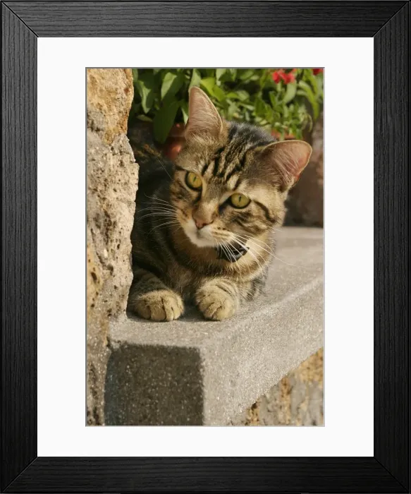 Framed Print : Cat Lying on ledge Framed Print : Cat Lying on ledge
