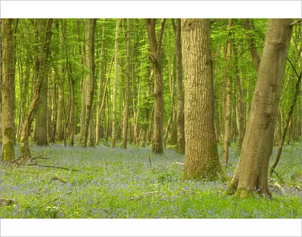 Woodland With Bluebells