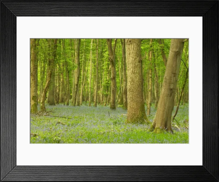 Framed Print : Woodland With Bluebells