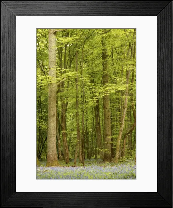 Framed Print : Woodland With Bluebells Framed Print : Woodland With Bluebells