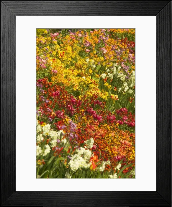 Framed Print : Flowerbed Tulips, Pansies, Stocks Spring Framed Print : Flowerbed Tulips, Pansies, Stocks Spring