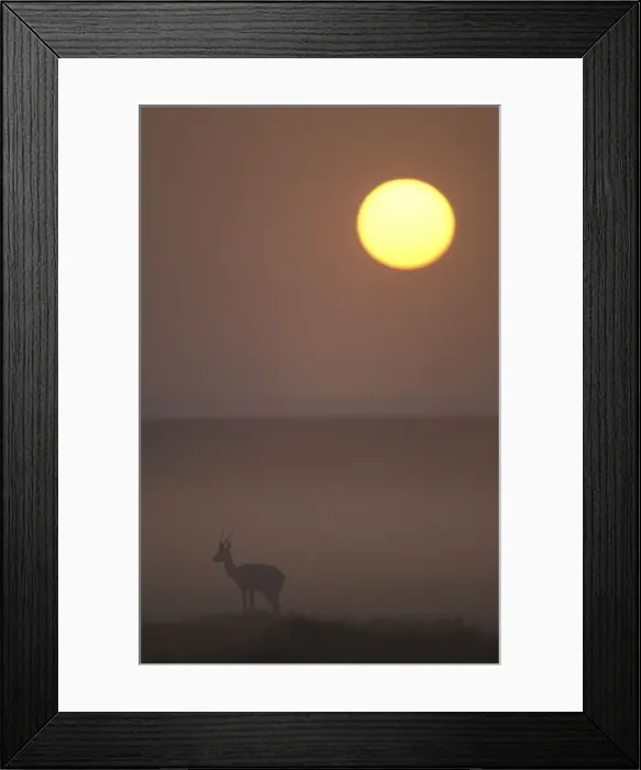 Framed Print : Thomson's Gazelle At dusk Framed Print : Thomson's Gazelle At dusk