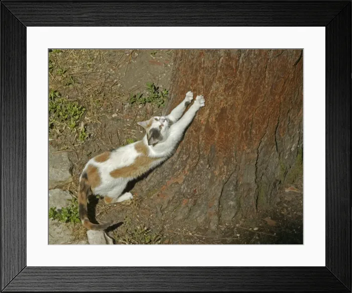 Framed Print : Cat Scratching its claws on a tree Framed Print : Cat Scratching its claws on a tree