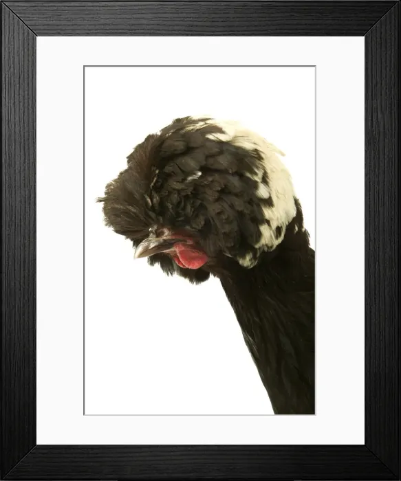 Framed Print : Domestic Chicken Close up f head Dutch breed Framed Print : Domestic Chicken Close up f head Dutch breed