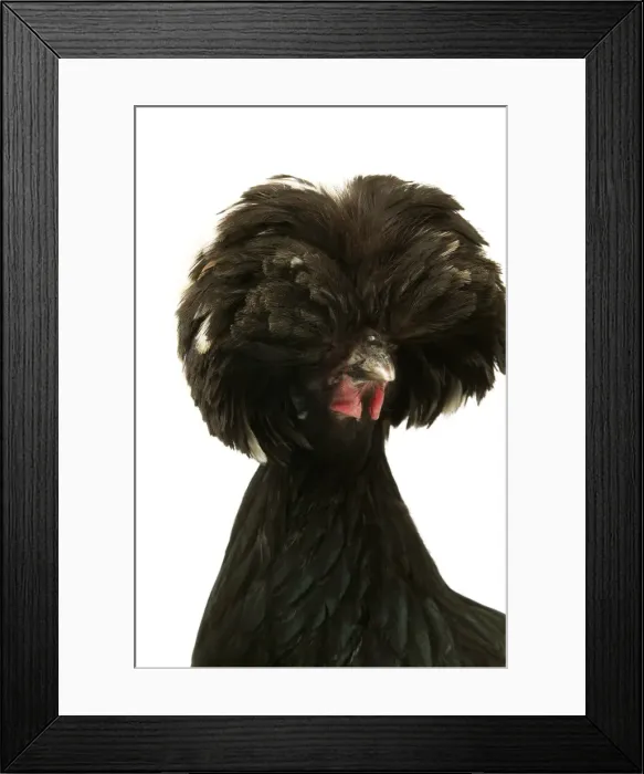 Framed Print : Domestic Chicken Dutch breed Framed Print : Domestic Chicken Dutch breed
