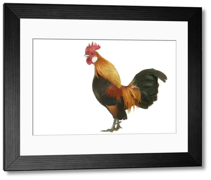 Framed Print : Domestic Chicken Dutch Gild breed Framed Print : Domestic Chicken Dutch Gild breed