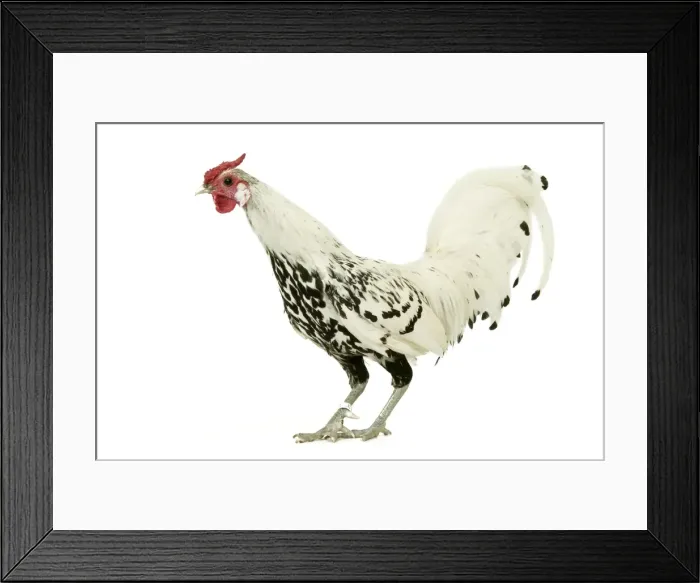 Framed Print : Domestic Chicken Spangled Hamboug breed Framed Print : Domestic Chicken Spangled Hamboug breed