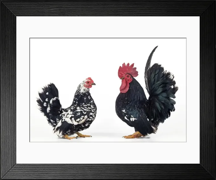 Framed Print : Domestic Chickens Nagasaki breed Framed Print : Domestic Chickens Nagasaki breed