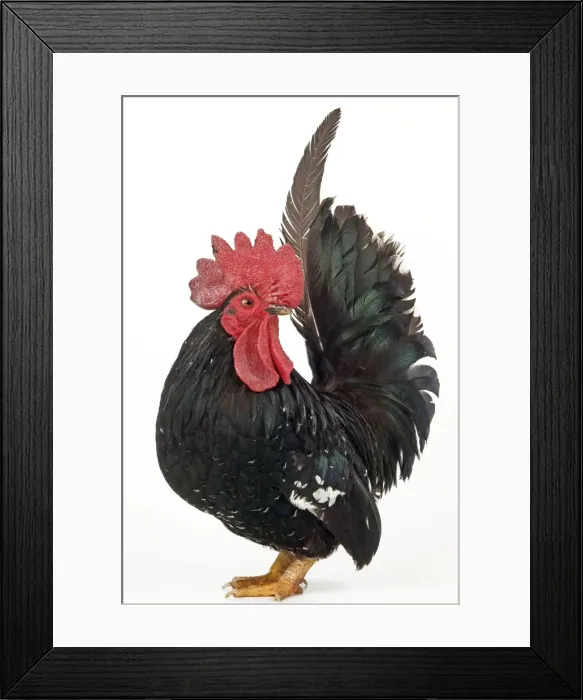 Framed Print : Domestic Chicken Nagasaki breed Framed Print : Domestic Chicken Nagasaki breed