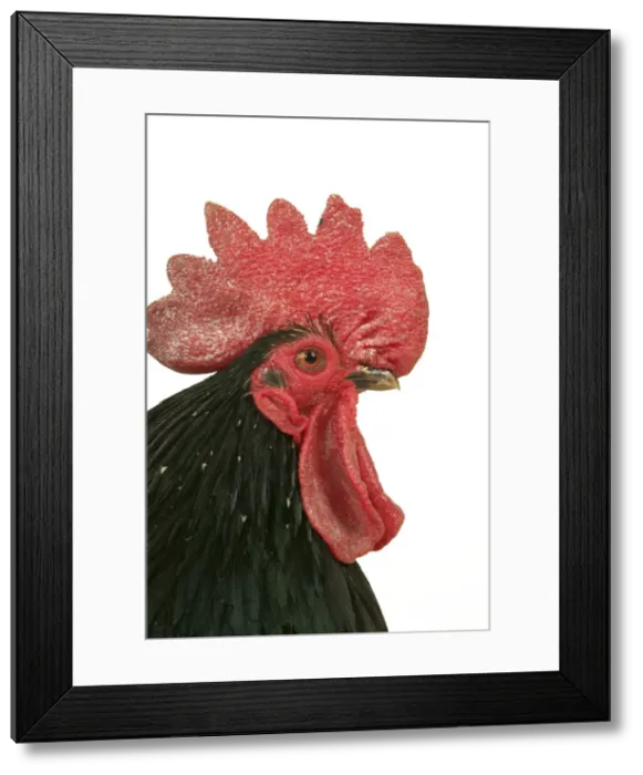 Framed Print : Domestic Chicken Nagasaki breed Close-up of head Framed Print : Domestic Chicken Nagasaki breed Close-up of head