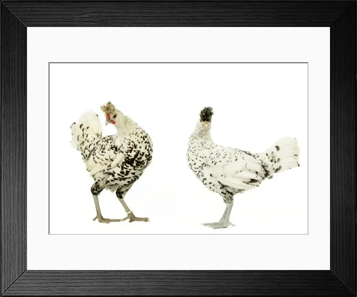 Framed Print : Domestic Chickens Upper-crust Appelzeloise breed