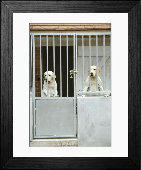Framed Print : Dog - two labradors at rescue centre Framed Print : Dog - two labradors at rescue centre