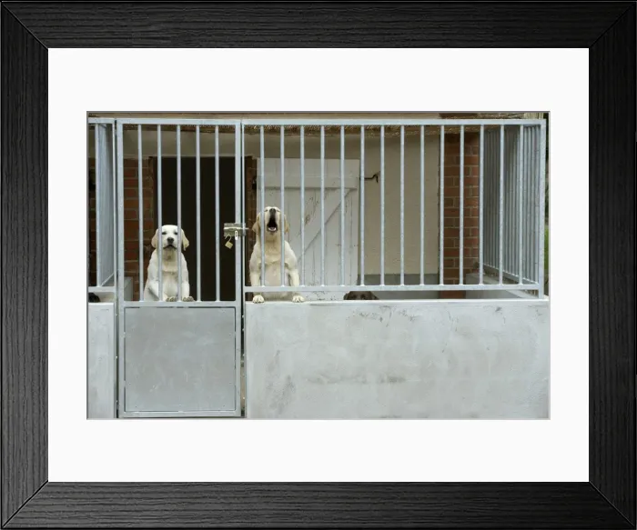 Framed Print : Dog - two labradors at rescue centre, barking Framed Print : Dog - two labradors at rescue centre, barking