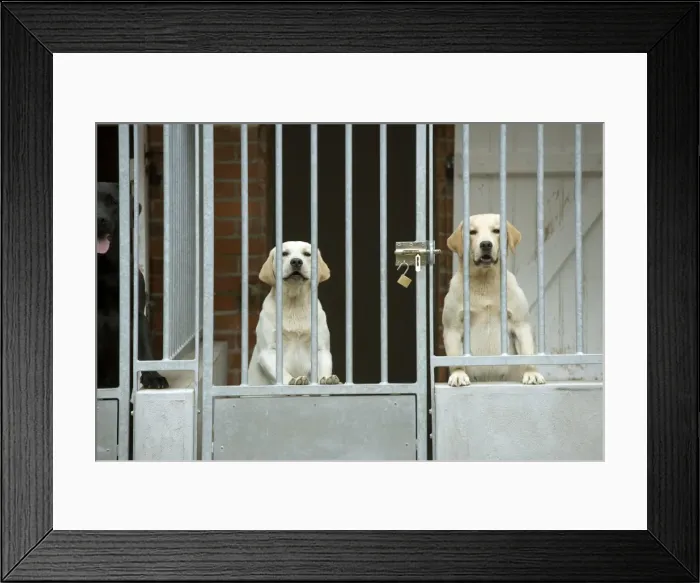 Framed Print : Dog - two labradors at rescue centre Framed Print : Dog - two labradors at rescue centre