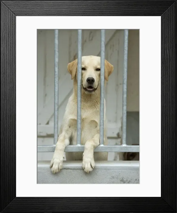 Framed Print : Dog - labrador at rescue centre Framed Print : Dog - labrador at rescue centre