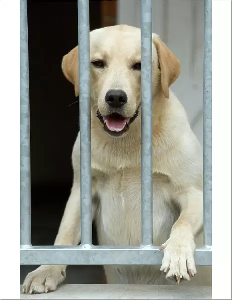 Dog - labrador looking through bars at rescue centre
