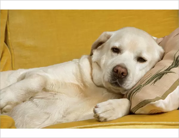Dog - labrador resting no sofa