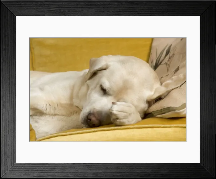 Framed Print : Dog - labrador resting on sofa Framed Print : Dog - labrador resting on sofa