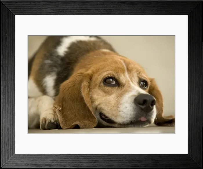 Framed Print : Dog - mongrel, lying down Framed Print : Dog - mongrel, lying down