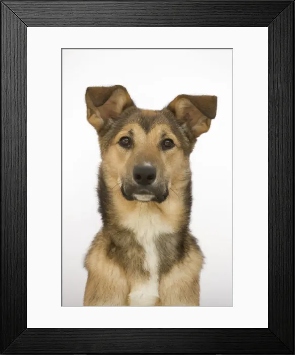 Framed Print : Dog - mongrel Framed Print : Dog - mongrel