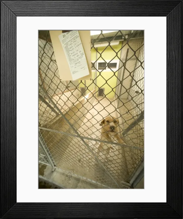 Framed Print : Dog - mongrel in cage at rescue centre Framed Print : Dog - mongrel in cage at rescue centre