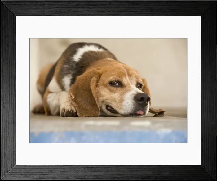 Framed Print : Dog - mongrel, lying down