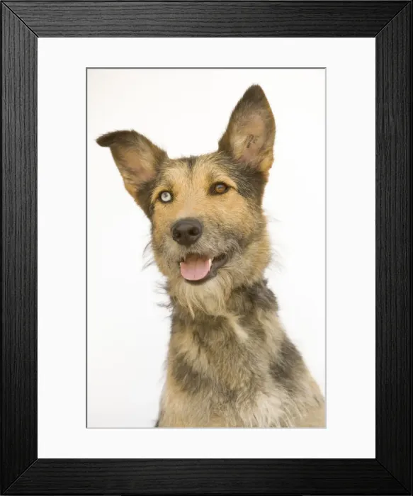 Framed Print : Dog - mongrel, with odd eyes Framed Print : Dog - mongrel, with odd eyes