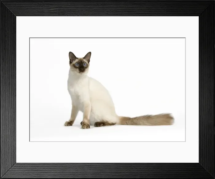 Framed Print : Cat - Balinais Seal Point Framed Print : Cat - Balinais Seal Point