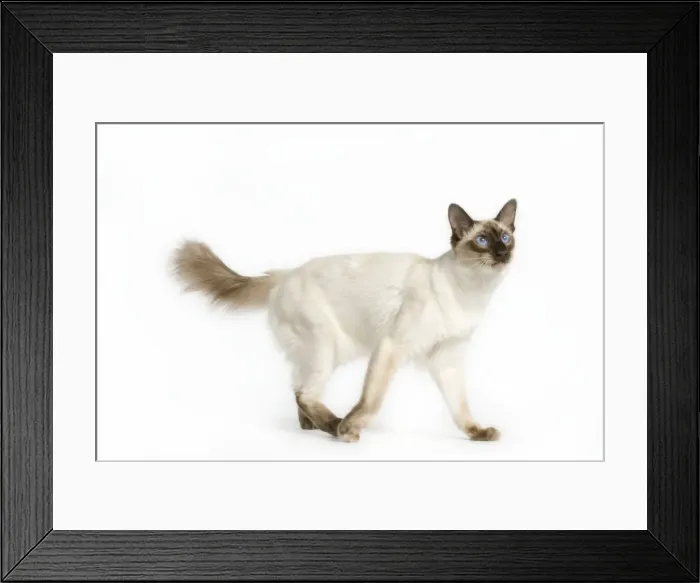 Framed Print : Cat - Balinais Seal Point Framed Print : Cat - Balinais Seal Point