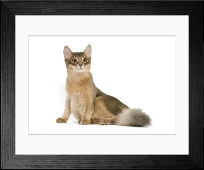 Framed Print : CAT - Blue Somali Framed Print : CAT - Blue Somali