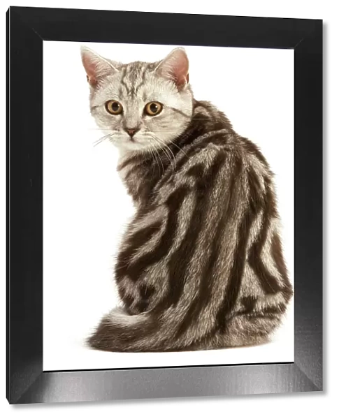 Cat -British Shorthair, Black Silver Tabby Blotched