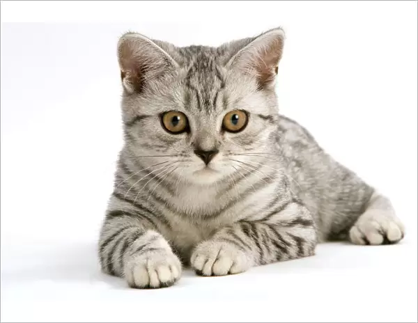 Cat - British Shorthair, silver tabby spotted kitten