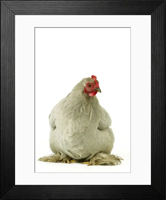 Framed Print : Domestic Chicken Peking Bantam breed Framed Print : Domestic Chicken Peking Bantam breed
