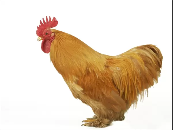 Domestic Chicken Rooster Peking Bantam breed