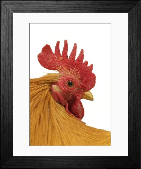 Framed Print : Domestic Chicken Rooster Peking Bantam breed Framed Print : Domestic Chicken Rooster Peking Bantam breed