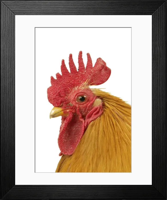 Framed Print : Domestic Chicken Rooster Peking Bantam breed Framed Print : Domestic Chicken Rooster Peking Bantam breed