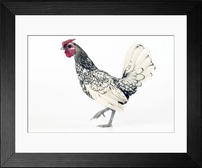 Framed Print : Domestic Chicken Silver-plated Sebright breed Framed Print : Domestic Chicken Silver-plated Sebright breed