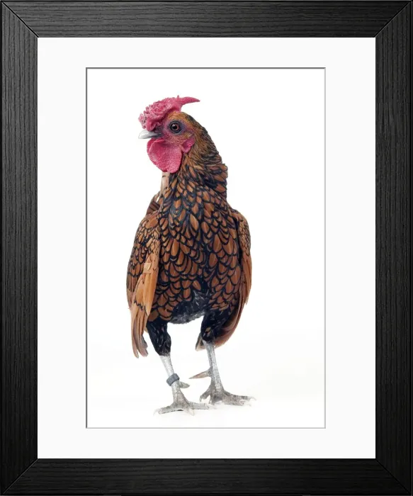 Framed Print : Domestic Chicken “Gilded Sebright” breed Framed Print : Domestic Chicken “Gilded Sebright” breed