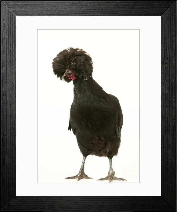 Framed Print : Domestic Chicken Dutch breed Framed Print : Domestic Chicken Dutch breed