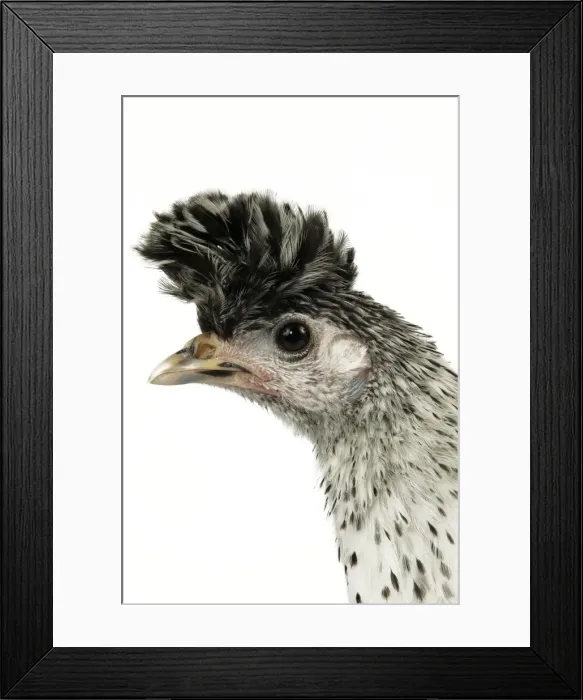 Framed Print : Domestic Chicken “Upper-crust Appelzeloise” breed Framed Print : Domestic Chicken “Upper-crust Appelzeloise” breed