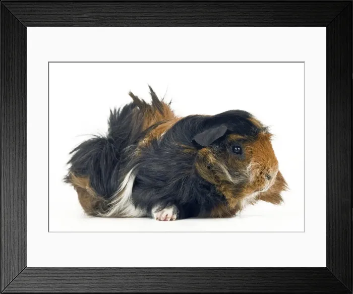 Framed Print : Peruvian Guinea Pig Framed Print : Peruvian Guinea Pig
