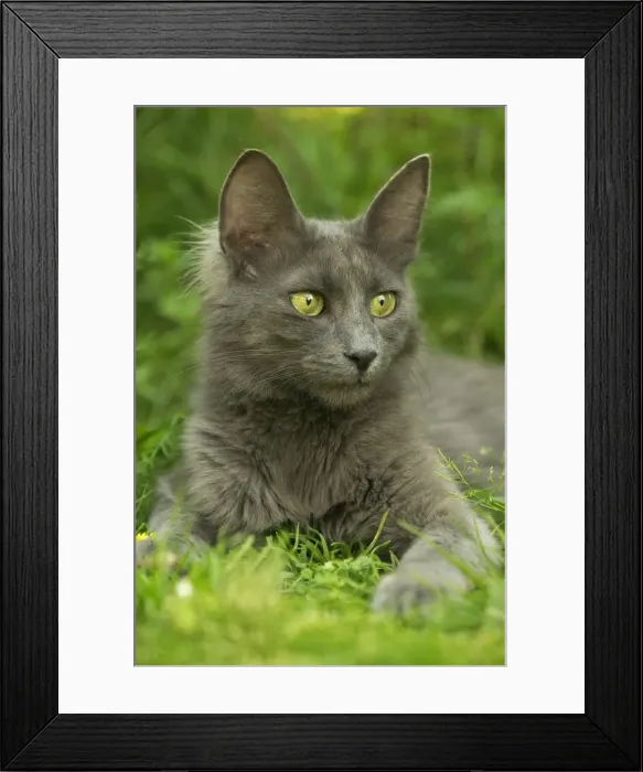 Framed Print : Turkish Angora Cat Lying in the grass Framed Print : Turkish Angora Cat Lying in the grass